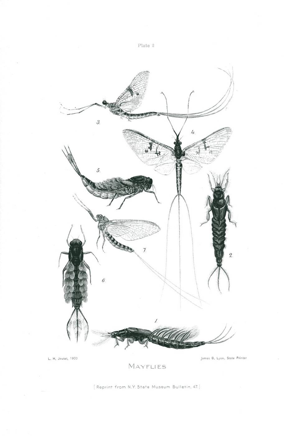 Mayfly nymphs and adults