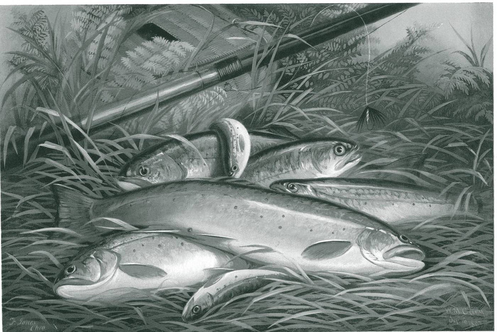 Brook trout