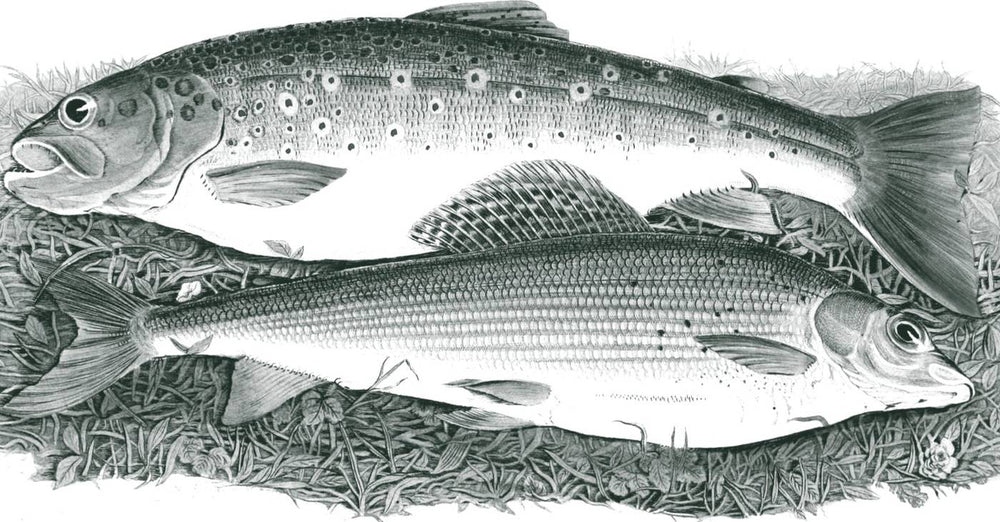 Trout and grayling