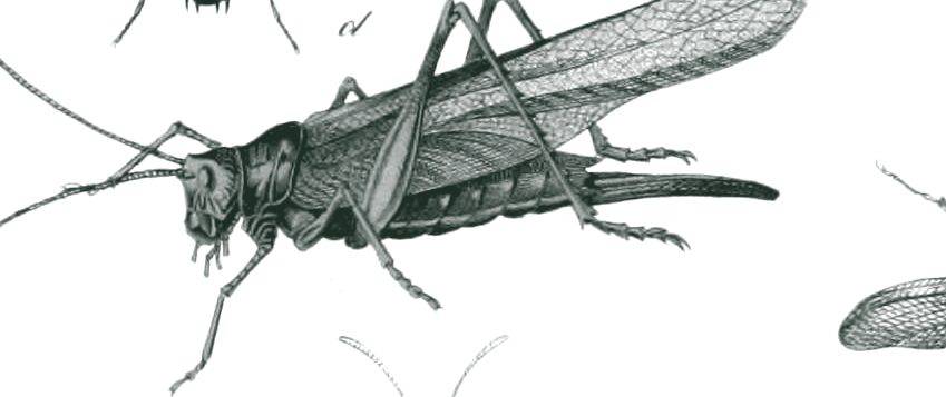 Grasshopper, detail