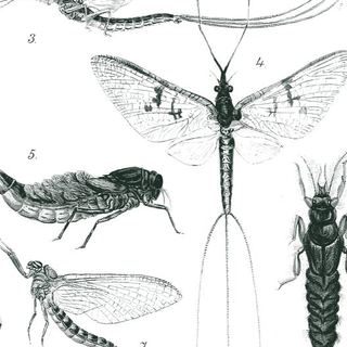 Mayfly nymphs and adults