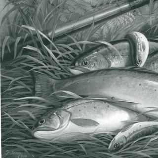 Brook trout