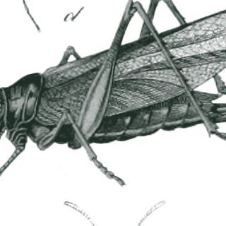 Grasshopper, detail