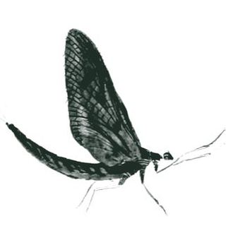 Natural and artificial flies